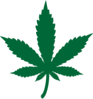 Green indica cannabis leaf illustration
