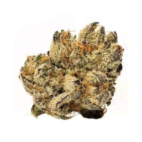 Purple Kush cannabis flower